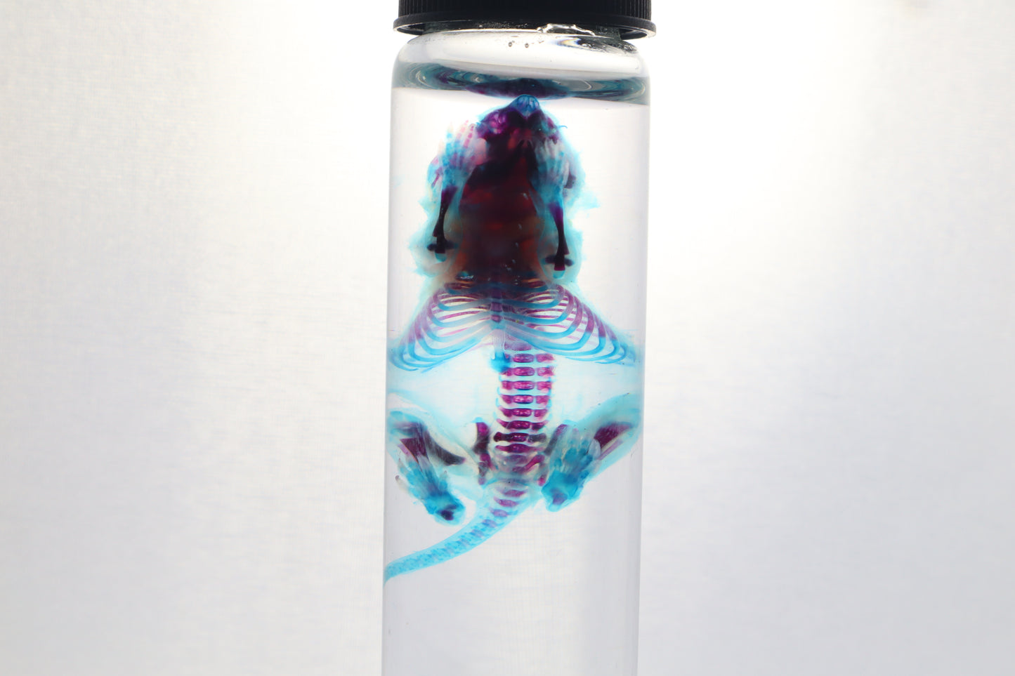 Diaphonized Baby Mouse