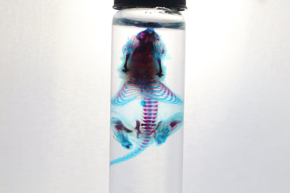 Diaphonized Baby Mouse