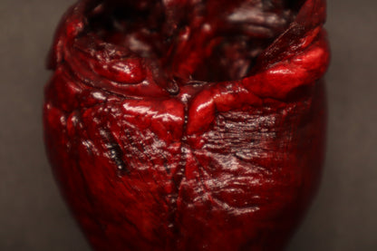 Dry Preserved Whitetail Deer Heart - Painted