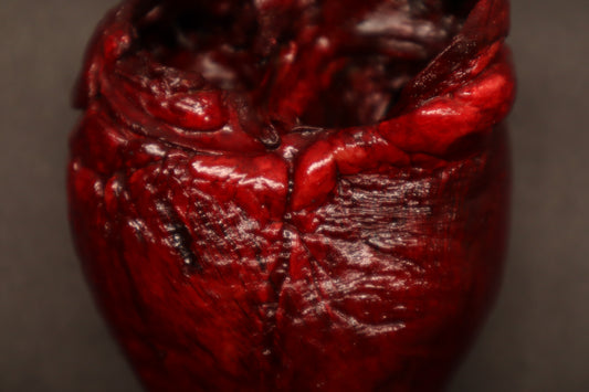 Dry Preserved Whitetail Deer Heart - Painted