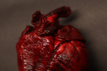 Dry Preserved Whitetail Deer Heart - Painted