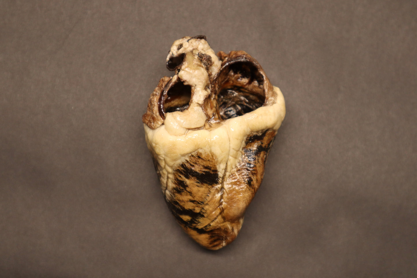 Dry Preserved Whitetail Deer Heart - Natural Color
