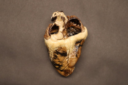 Dry Preserved Whitetail Deer Heart - Natural Color