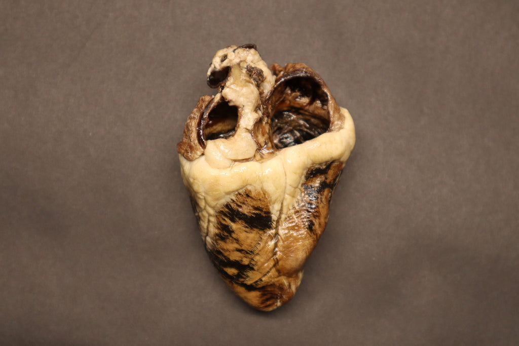 Dry Preserved Whitetail Deer Heart - Natural Color