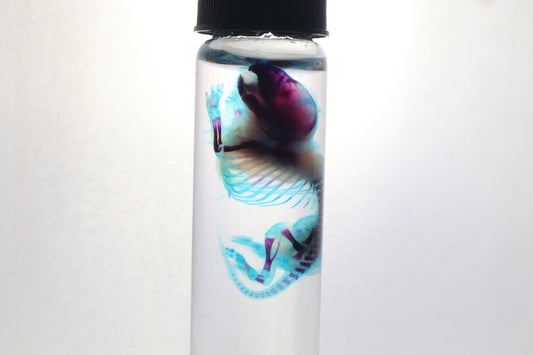 Diaphonized Baby Mouse