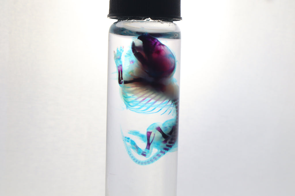 Diaphonized Baby Mouse