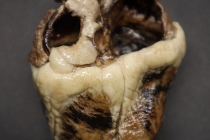Dry Preserved Whitetail Deer Heart - Natural Color