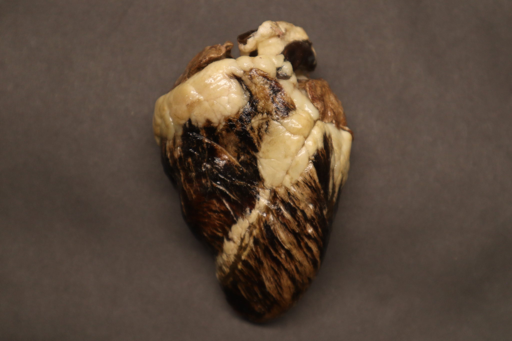 Dry Preserved Whitetail Deer Heart - Natural Color