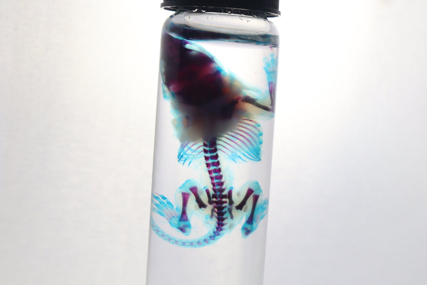 Diaphonized Baby Mouse