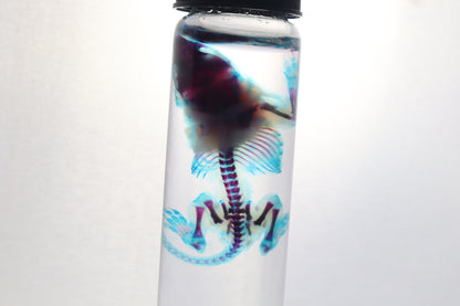 Diaphonized Baby Mouse