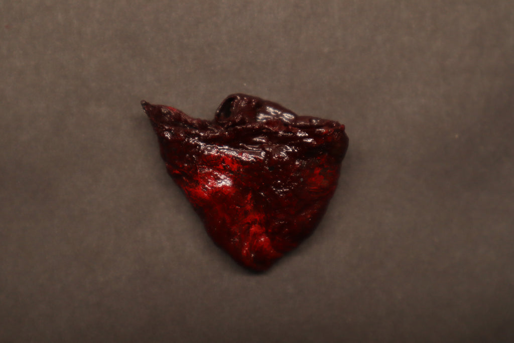 Dry Preserved Baby Goat Heart