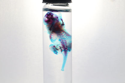 Diaphonized Baby Mouse