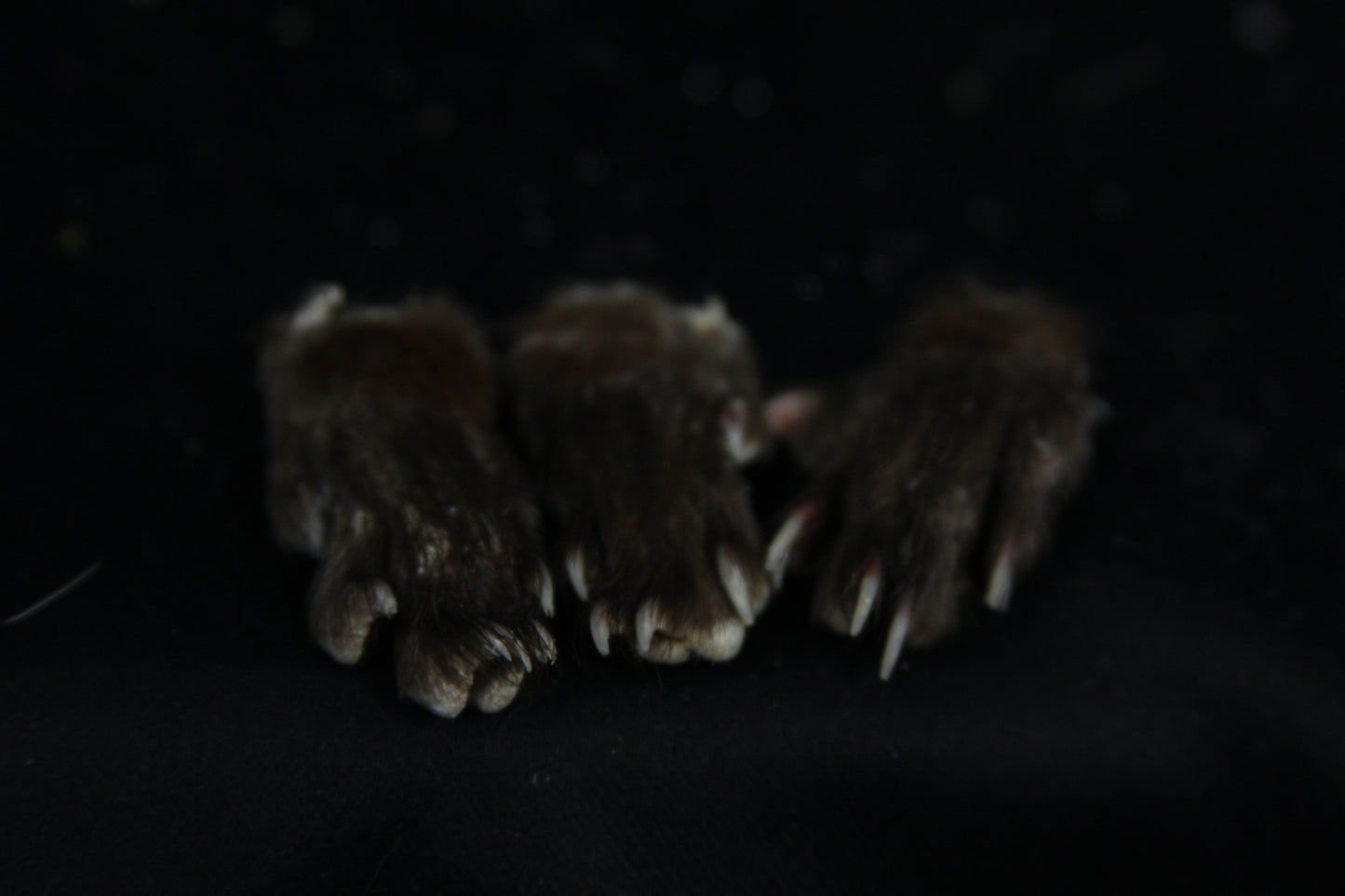 Mink Paws