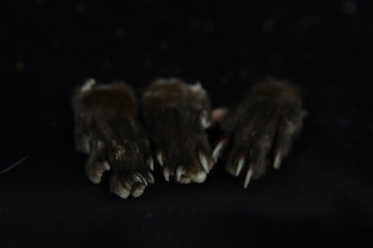 Mink Paws