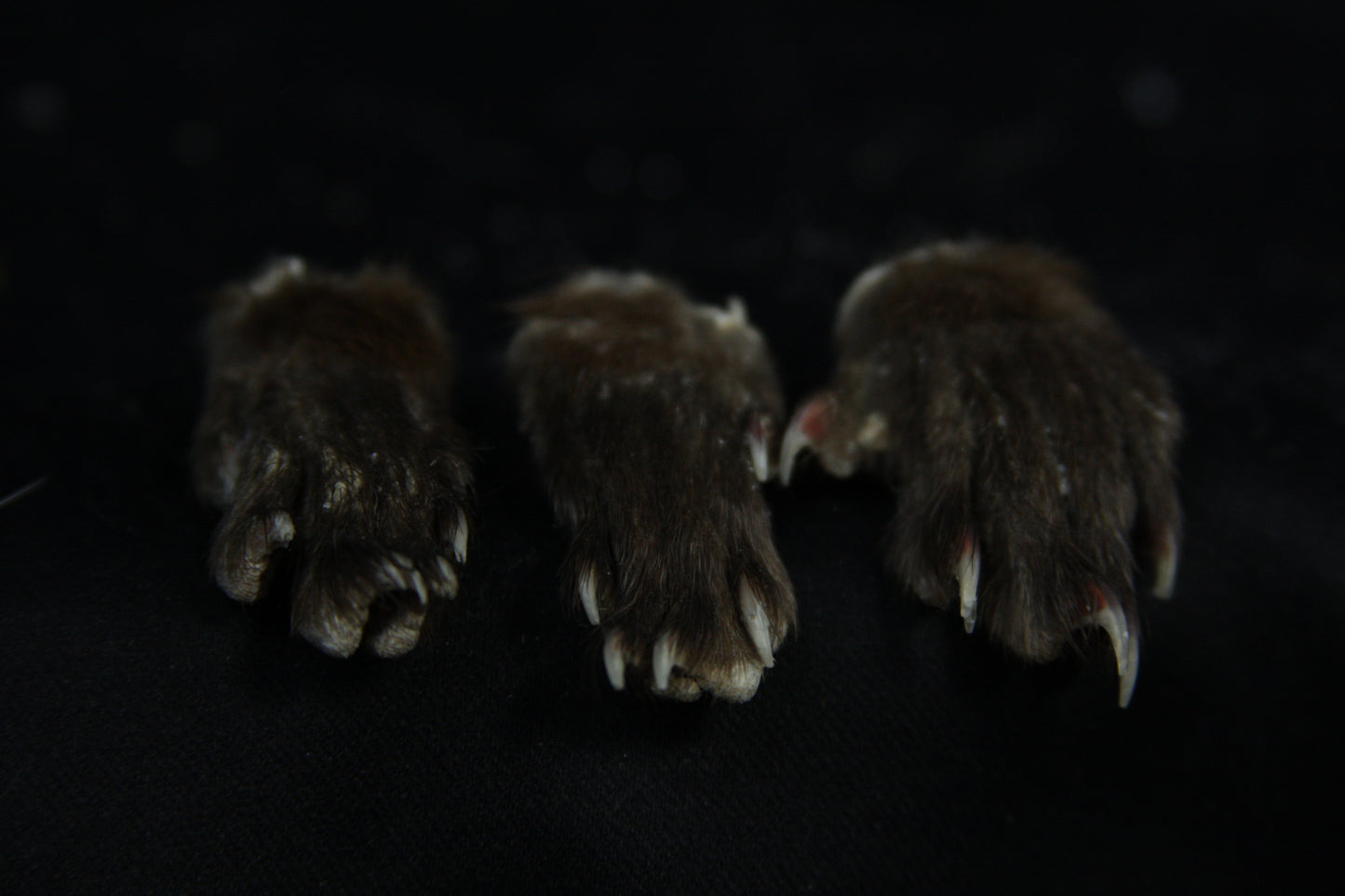 Mink Paws