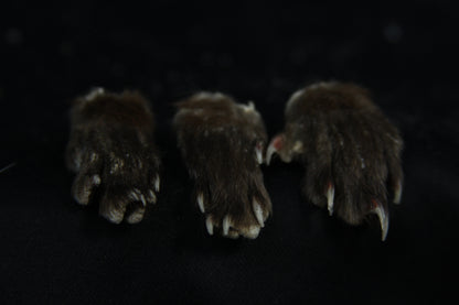 Mink Paws