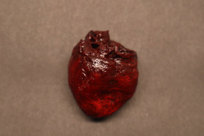Dry Preserved Raccoon Heart