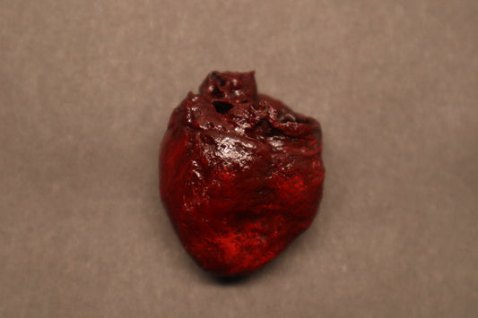 Dry Preserved Raccoon Heart