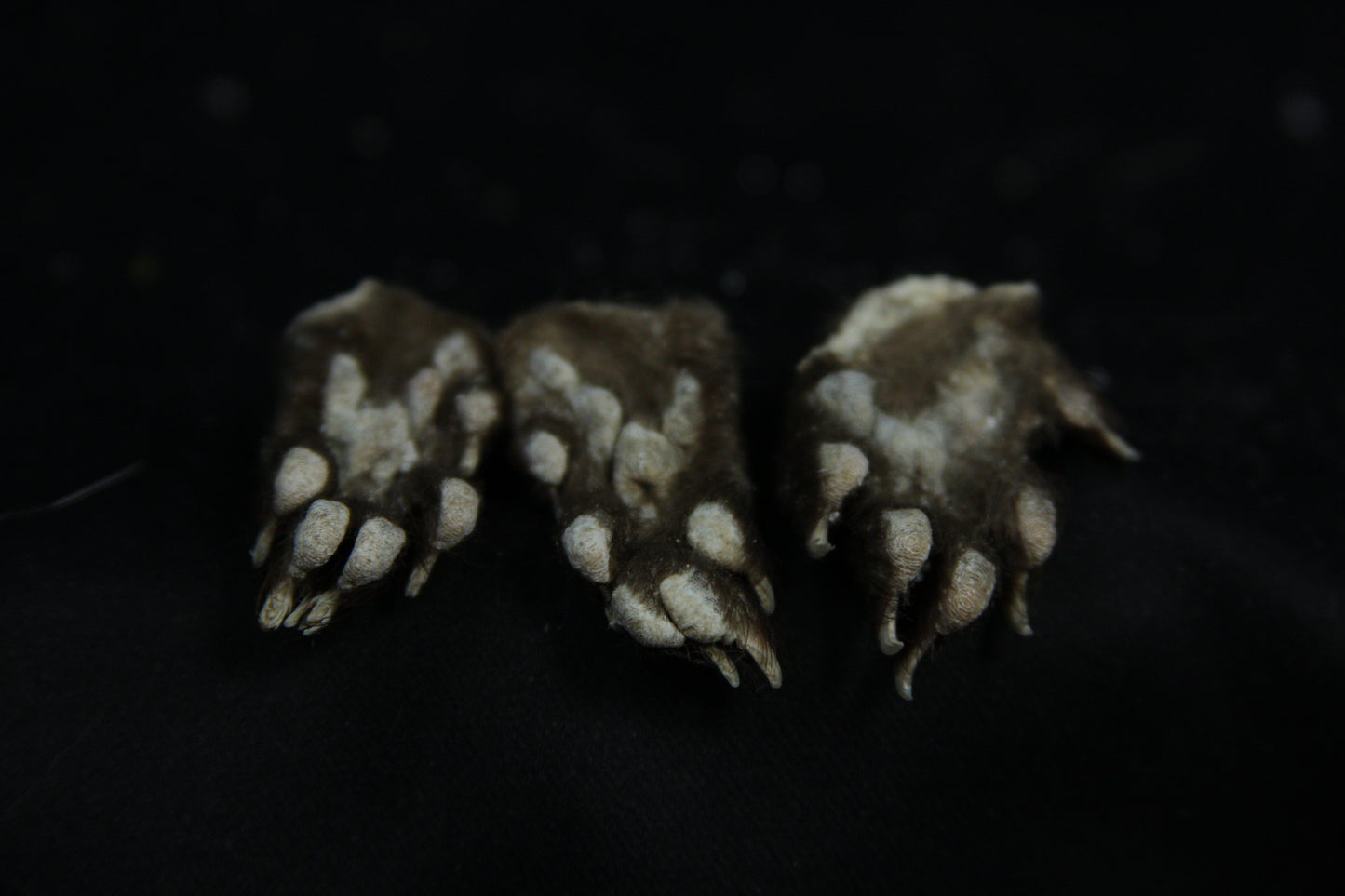 Mink Paws