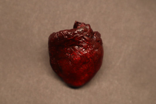 Dry Preserved Raccoon Heart