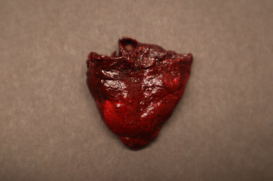 Dry Preserved Baby Goat Heart