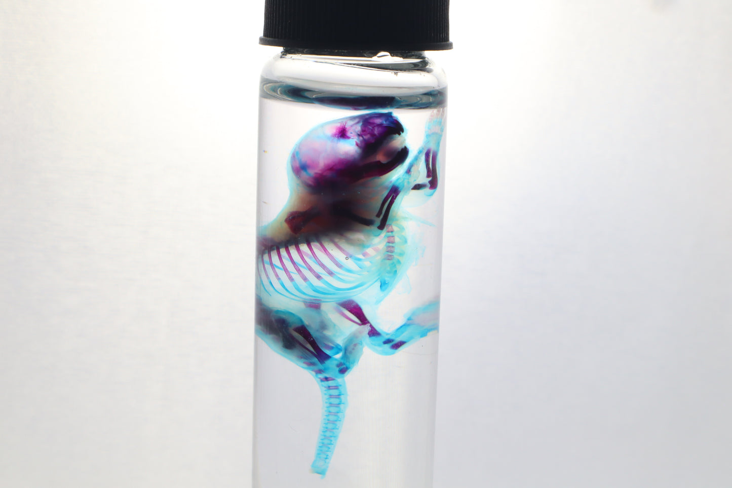 Diaphonized Baby Mouse