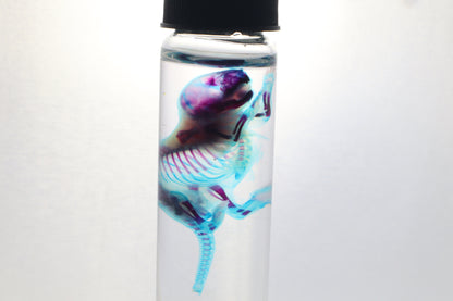 Diaphonized Baby Mouse