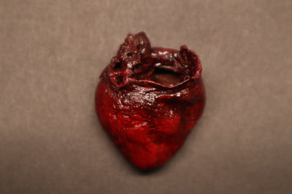 Dry Preserved Raccoon Heart