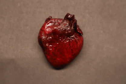 Dry Preserved Raccoon Heart