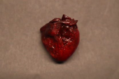 Dry Preserved Raccoon Heart