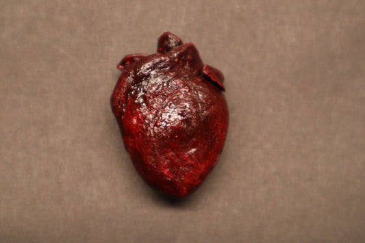 Dry Preserved Raccoon Heart
