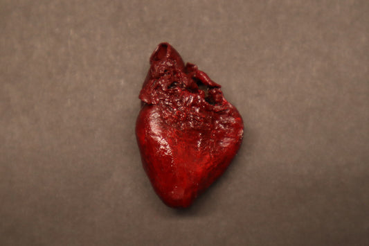 Dry Preserved Raccoon Heart