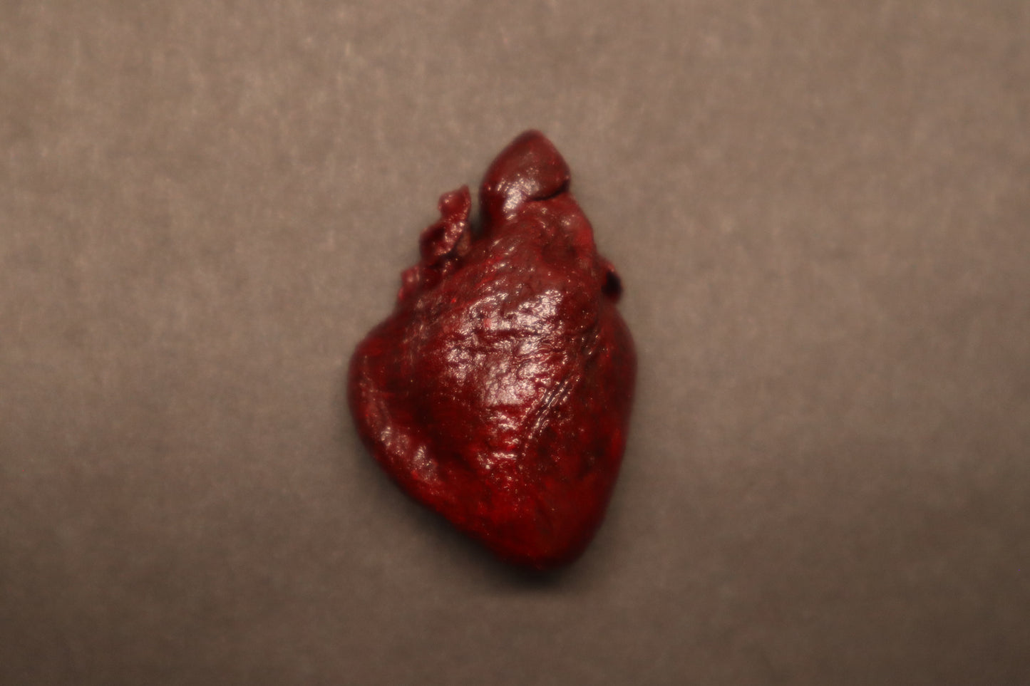 Dry Preserved Raccoon Heart