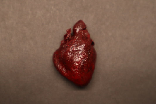 Dry Preserved Raccoon Heart
