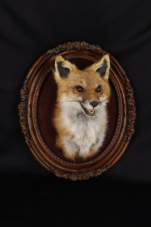 Taxidermy Red Fox in Ornate Frame
