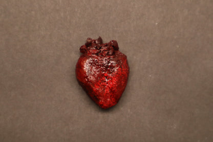 Dry Preserved Raccoon Heart