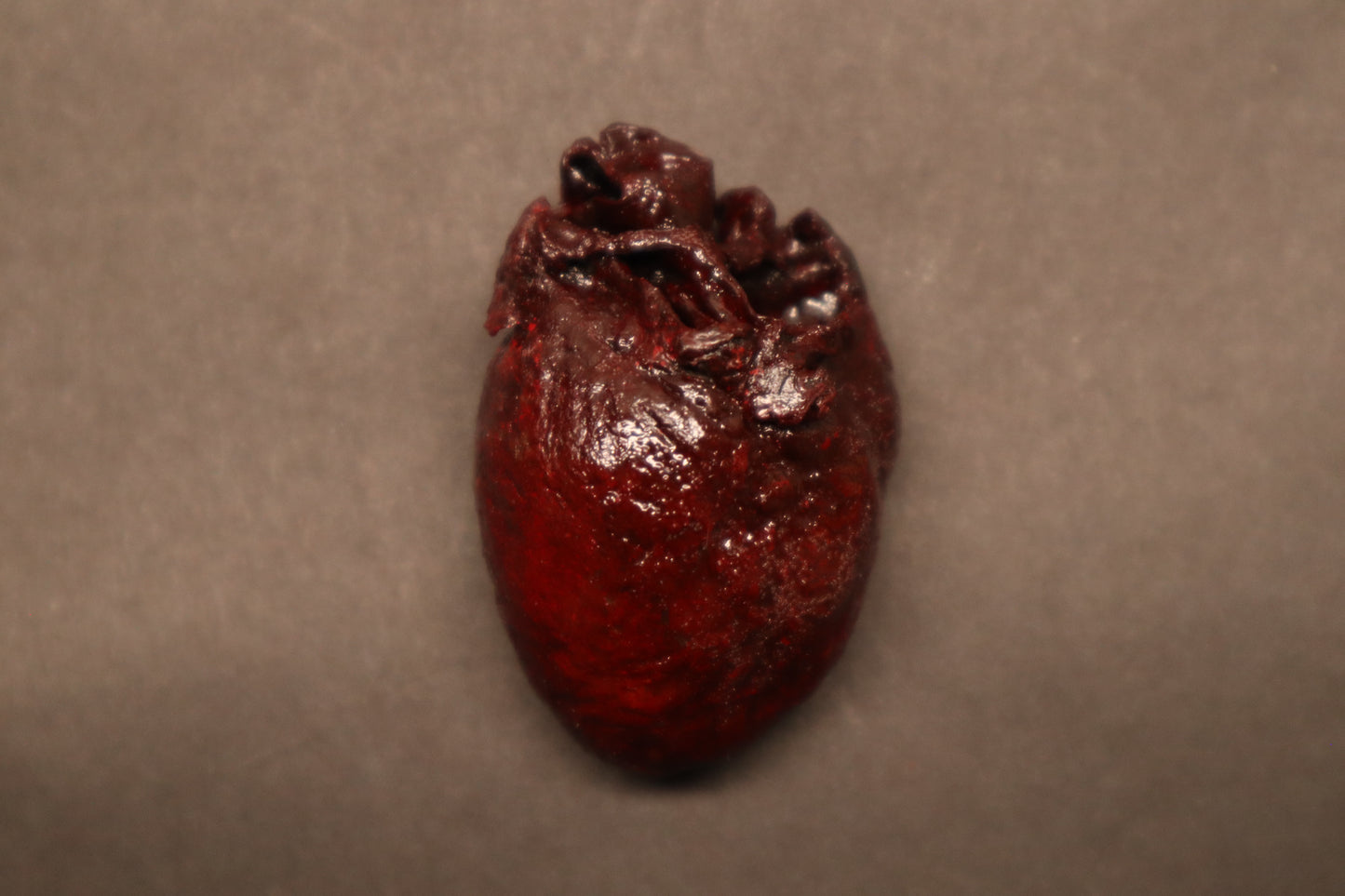 Dry Preserved Bobcat Heart