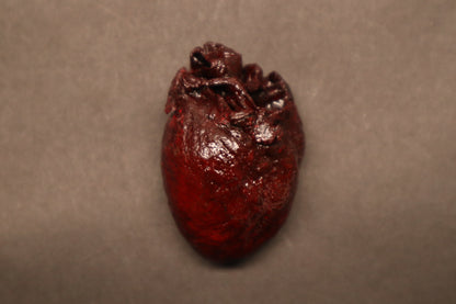 Dry Preserved Bobcat Heart