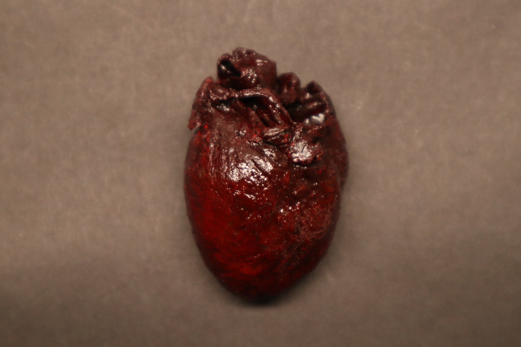 Dry Preserved Bobcat Heart