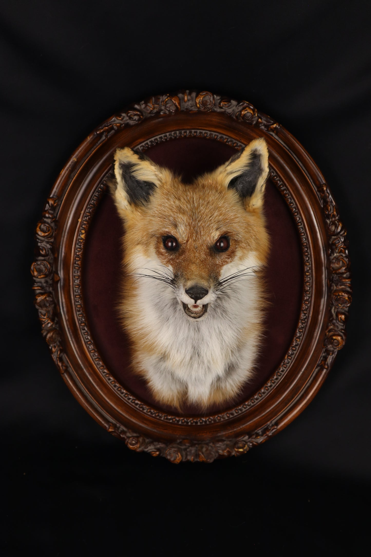 Taxidermy Red Fox in Ornate Frame