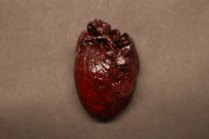 Dry Preserved Bobcat Heart