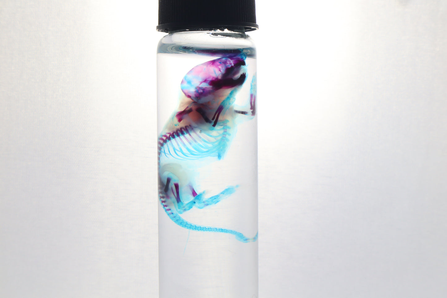 Diaphonized Baby Mouse