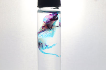 Diaphonized Baby Mouse
