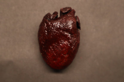 Dry Preserved Bobcat Heart