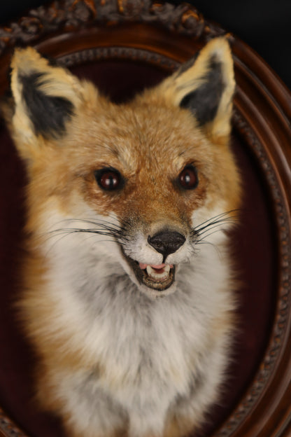 Taxidermy Red Fox in Ornate Frame