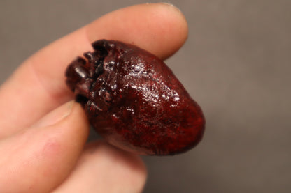 Dry Preserved Bobcat Heart