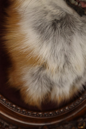 Taxidermy Red Fox in Ornate Frame