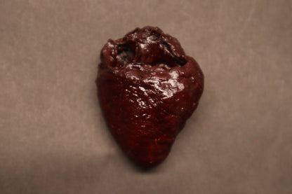 Dry Preserved Bobcat Heart