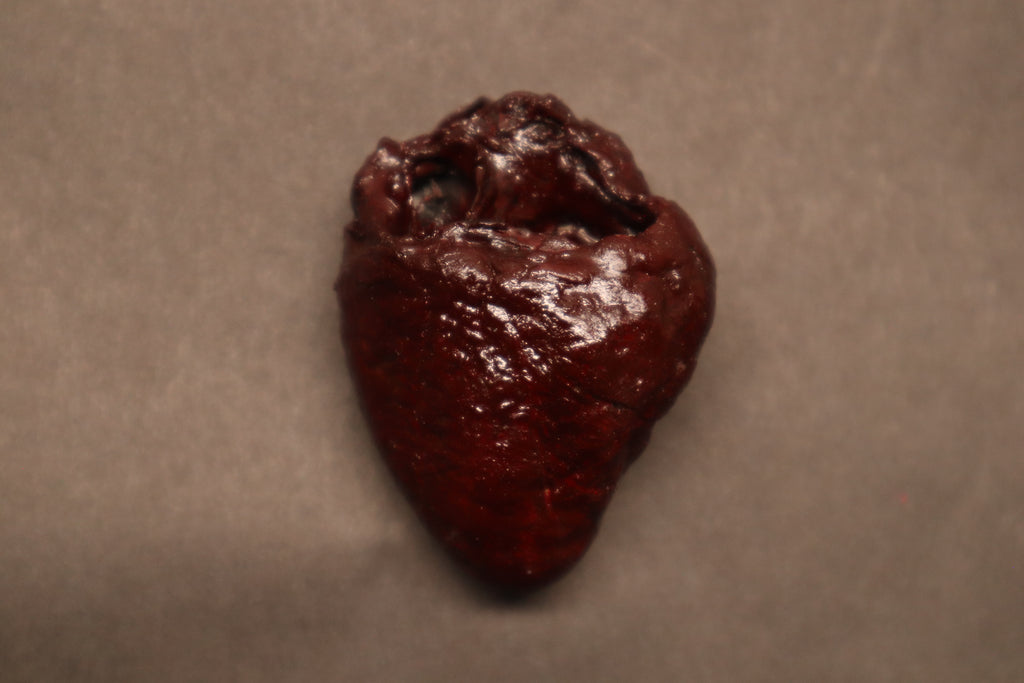 Dry Preserved Bobcat Heart