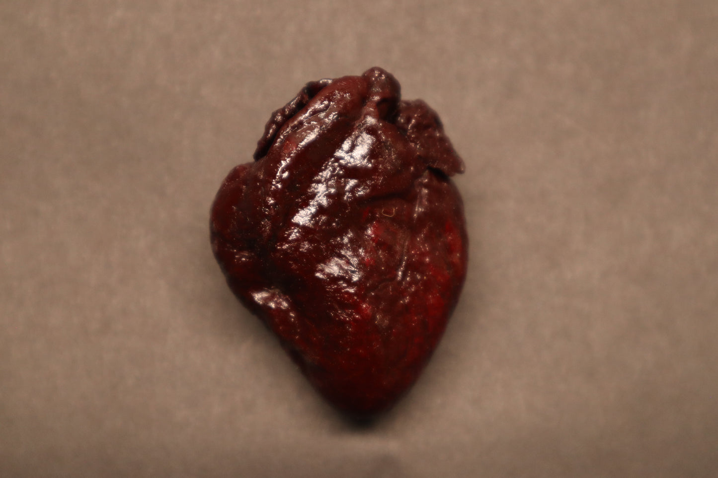 Dry Preserved Bobcat Heart